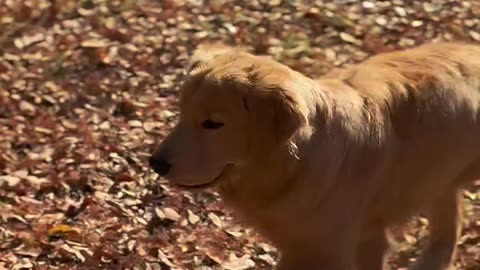 Dog funny video