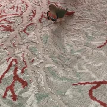 Danger parrot 🦜😬