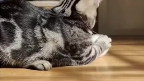 🐱 Funny Cat Playing with Ball 🎾 | Cute Kitten Moments | Viral Animal Video