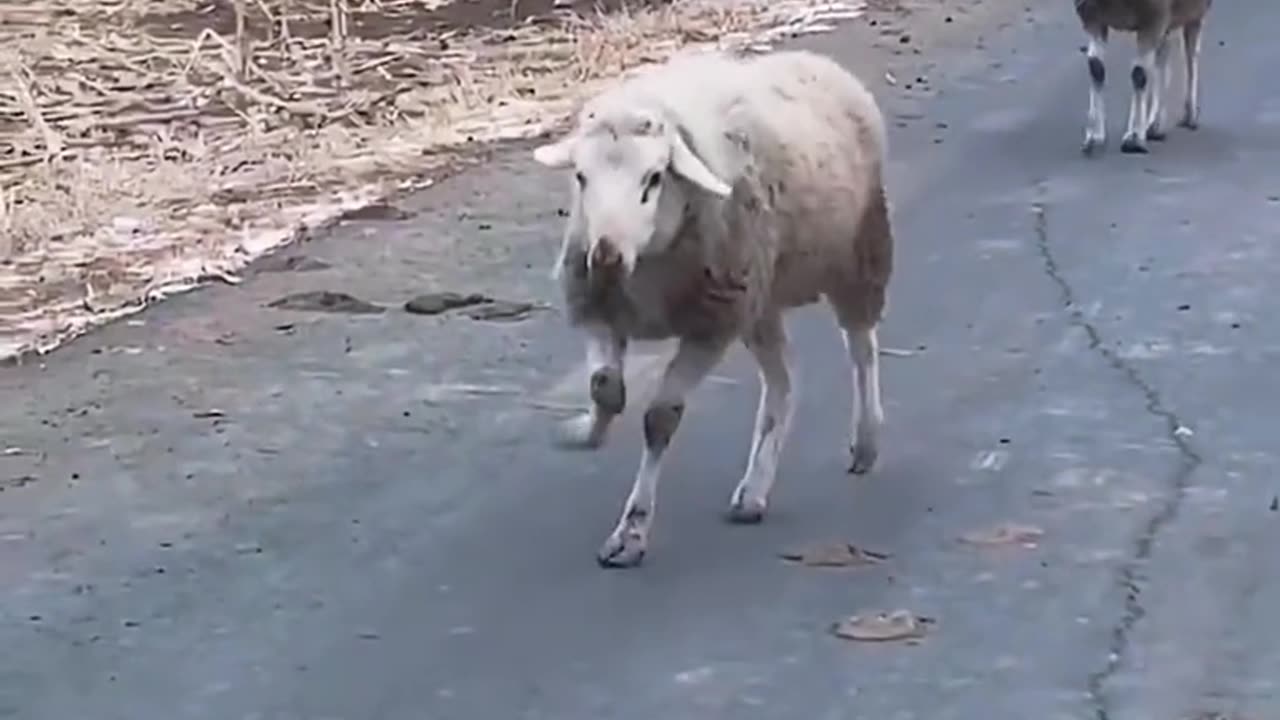 📹 Trending Chinese Viral Videos | Funny, Emotional & Shocking Moments