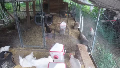 Chicken Live Stream