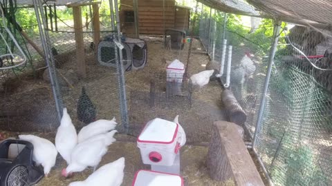 Chicken Live Stream