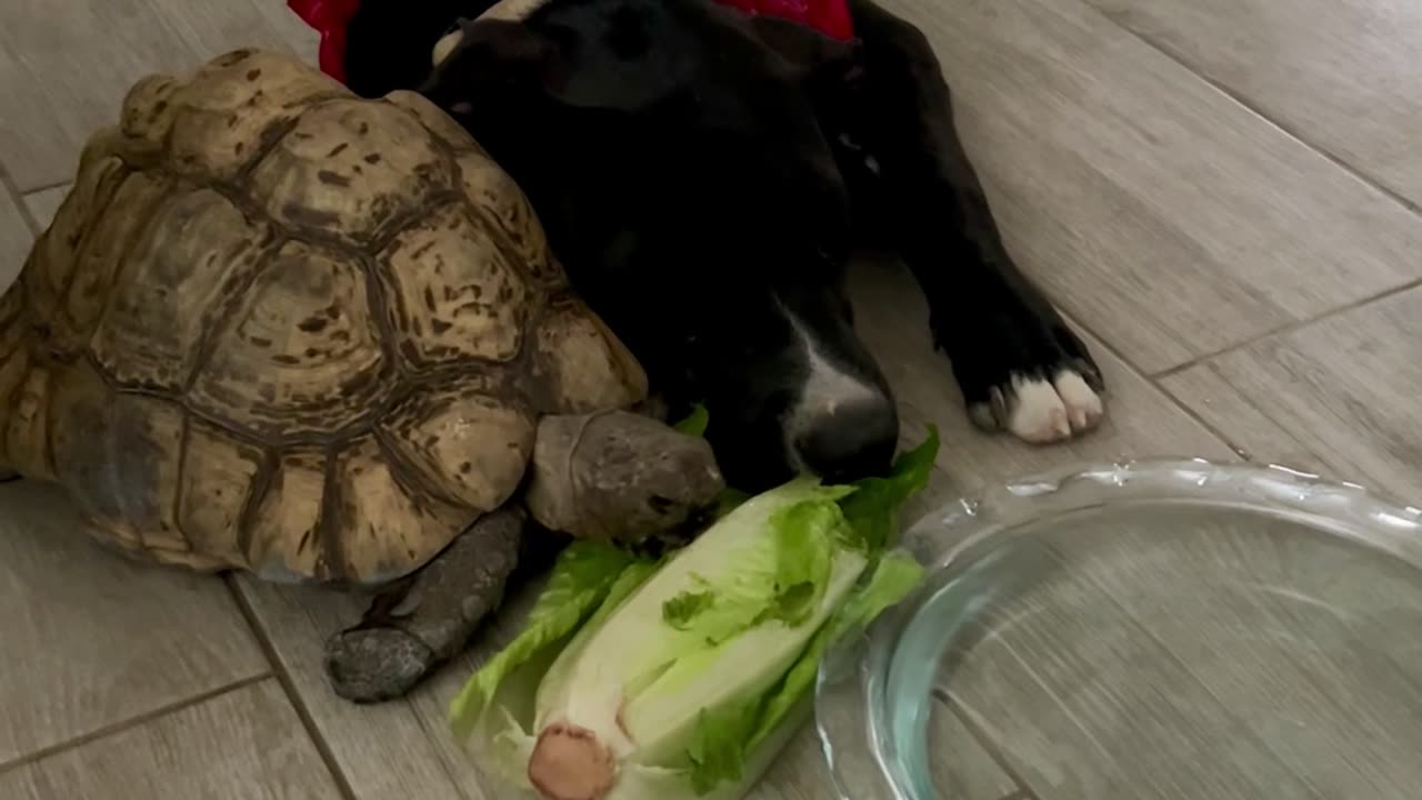 Tortoise and Dog Share a Meal