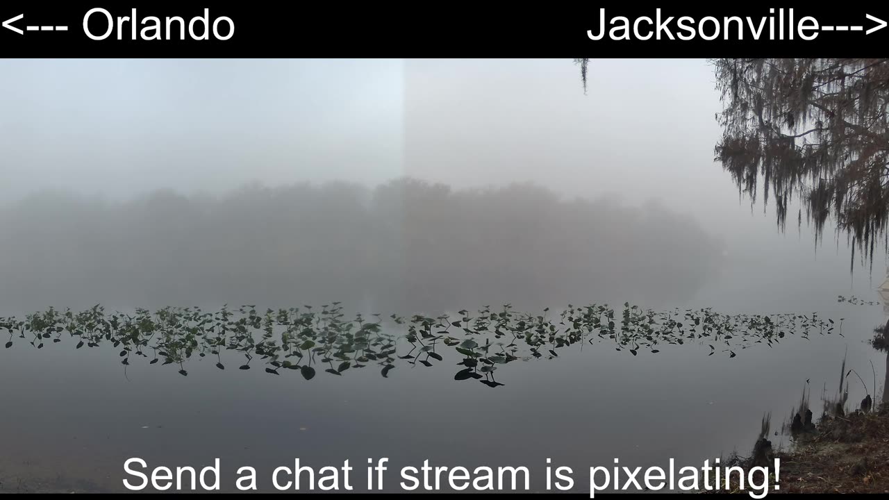 Central FL Wildlife Watch: St. Johns River 24/7 Live 🐊🌿