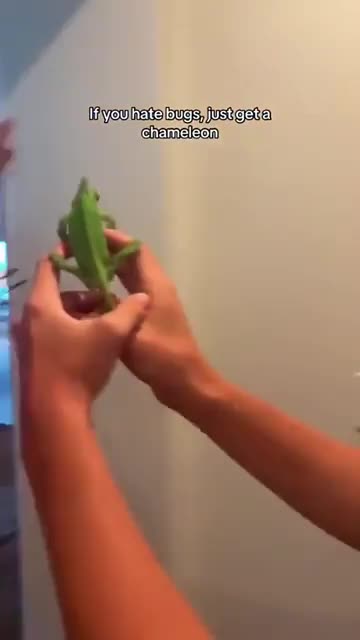 For This Reason You Should Have a Chameleon