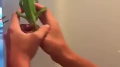 For This Reason You Should Have a Chameleon
