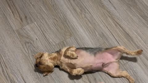 Dramatic Yorkie's Theatrical Bang Trick