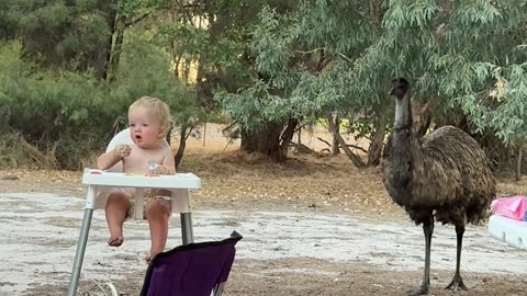 Sneaky Emu Takes Snack From Son