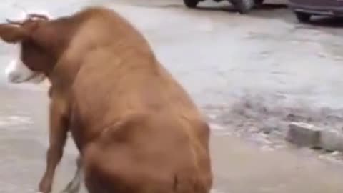 Funny sliping video of animal caw