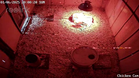 Millar Time Chicken Cam