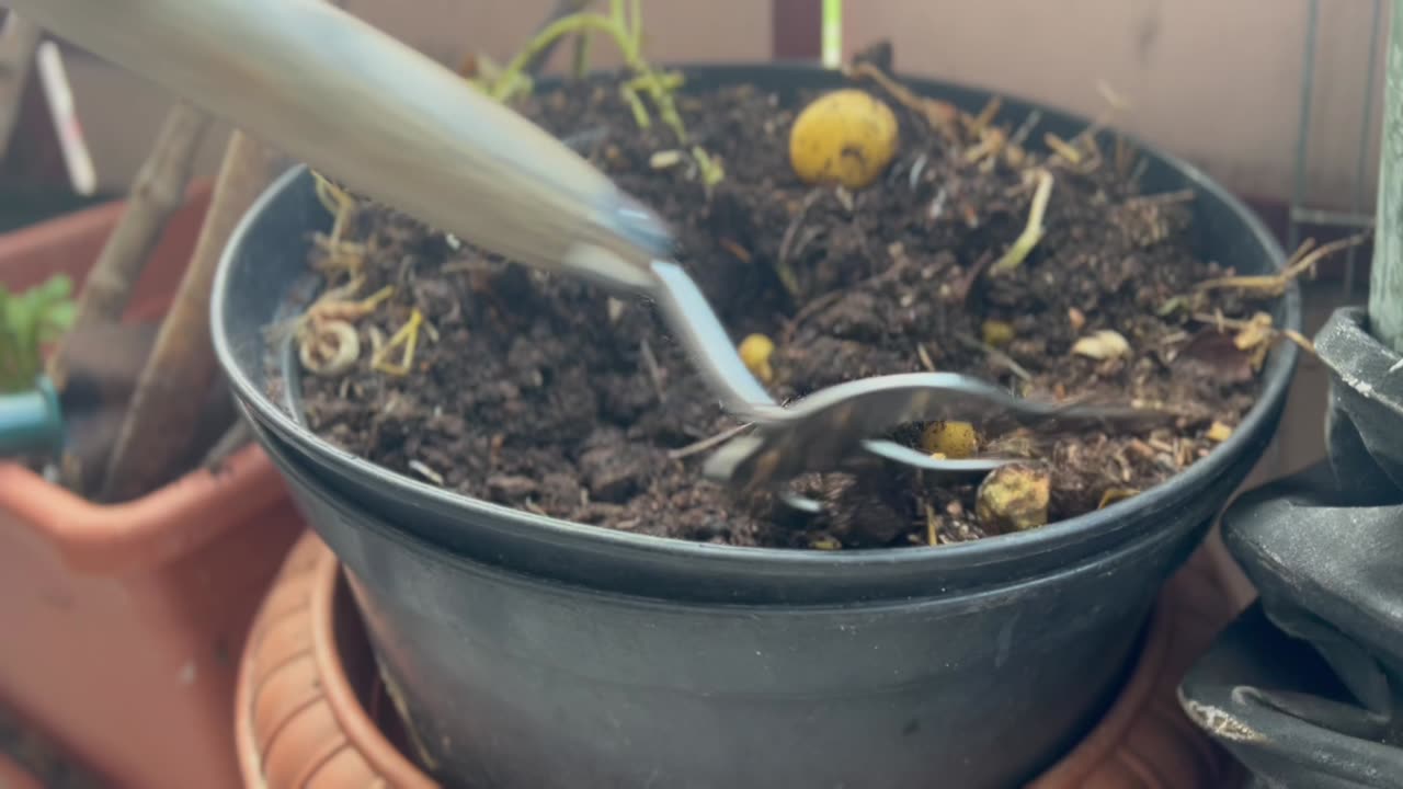 Potato harvest suprise!