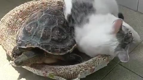 Unexpected Friendship 🐢🐱