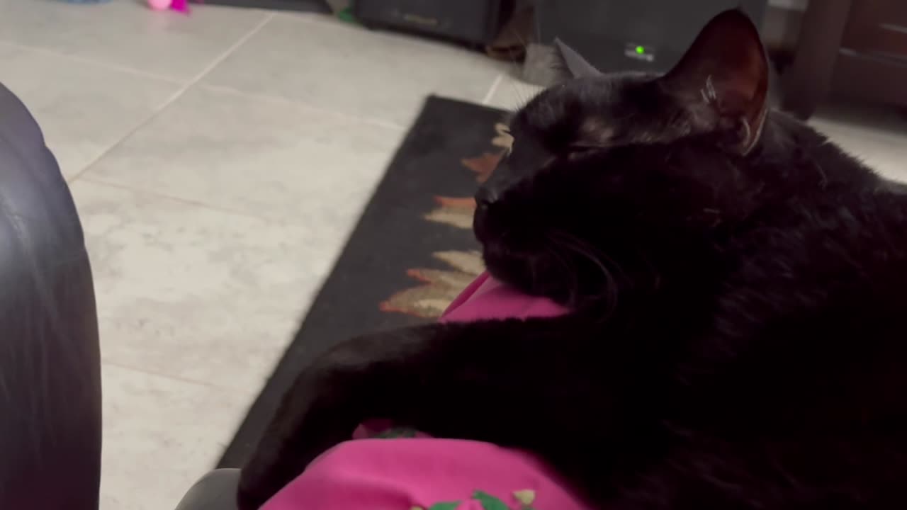 Cute Precious Piper is Relaxed and Sleepy - Adopting a Cat from a Shelter Vlog