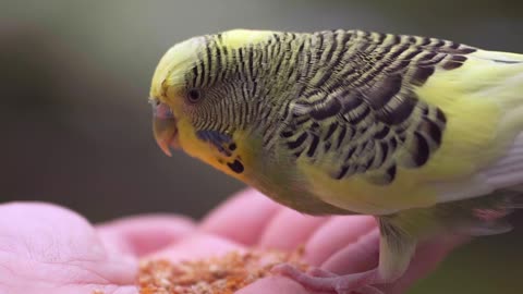 Yellow Budgie Eating Grains from Hand Outdoors