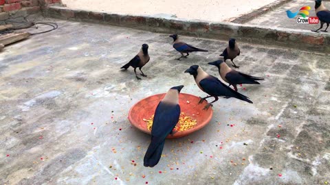 Crow Sounds And Crow Videos, Crow Feeding Time In Morning
