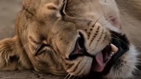 Zebra kicked the lion