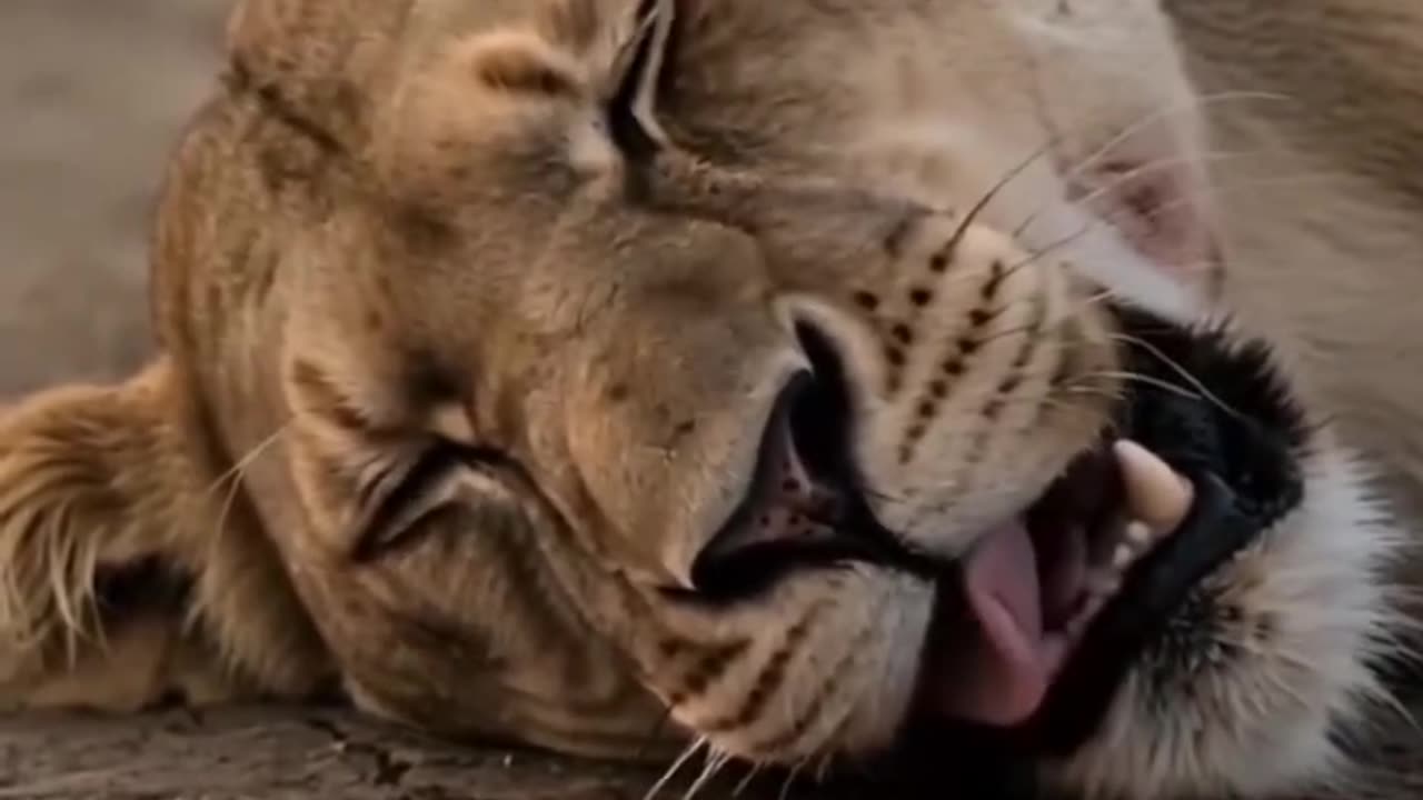 Zebra kicked the lion