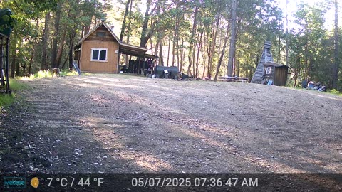 First Coyote