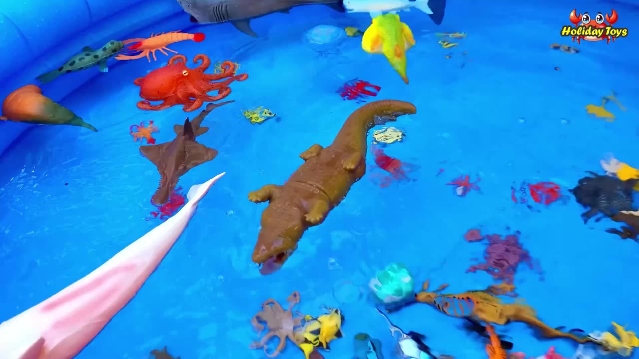 Bowmouth Guitarfish Swims in the Ocean to Survive