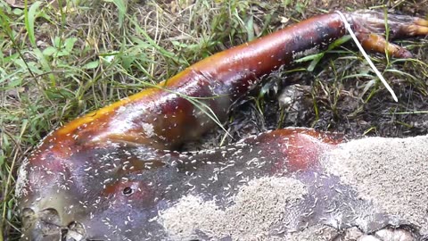 The fascinating process of human decomposition