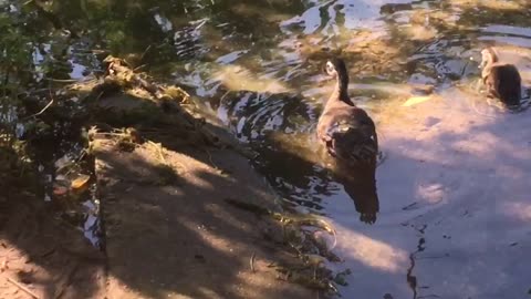 Duck family is playing on the ground with bird.