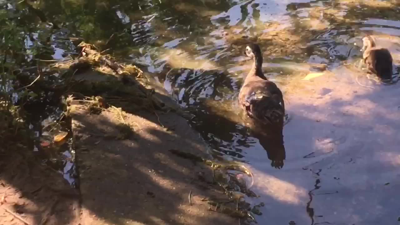 Duck family is playing on the ground with bird.