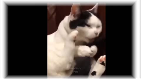 Funniest Animals -funny baby animals Videos - Cutest Animals