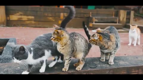 Funny Cat Videos