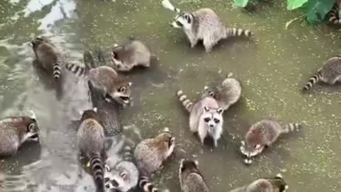 Exclusive raccoon retreat