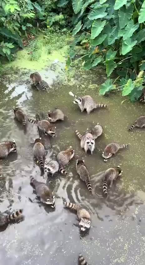 Exclusive raccoon retreat