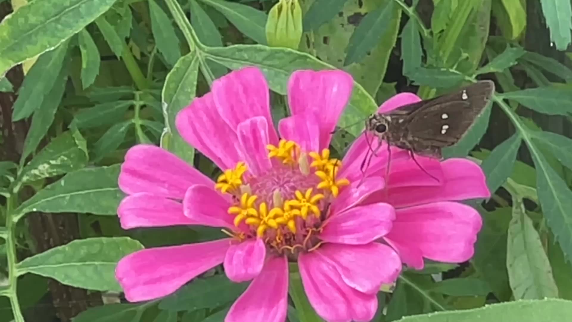 Paintbrush Swift Butterfly