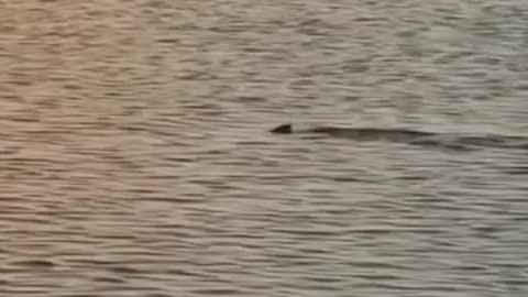 Woman bravely rescues a shark tangled in a fishing line with her bare hands #foxnews #viral #shorts