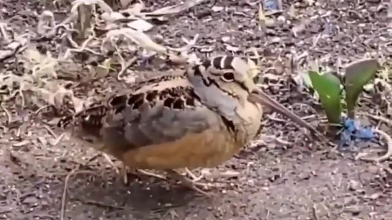 Funny dog & cat videos