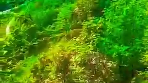 Funny moments video only for comedy video
