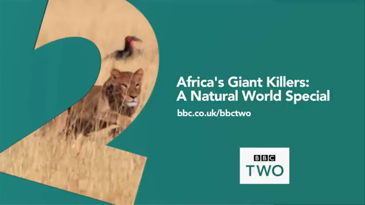 * "SHE'S GONNA EAT ME!" – Hungry Lion Chases Warthog | BBC Wildlife