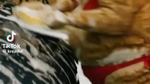 cat - my milkshake
