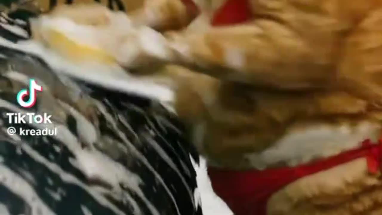 cat - my milkshake