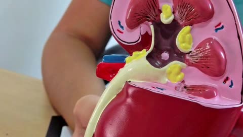 Kidney Failure | Expert Kidney Problem Doctor in Madurai