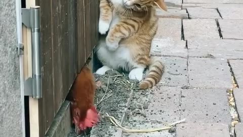 Cats vs Chicken