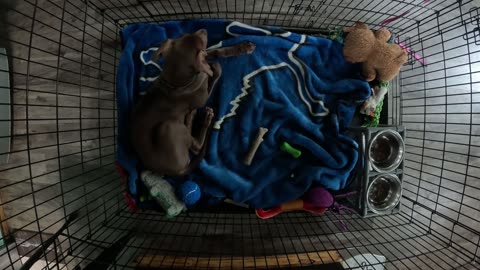 Stevie naps- time lapse