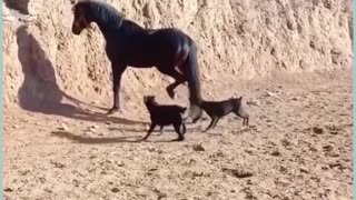Funny animals