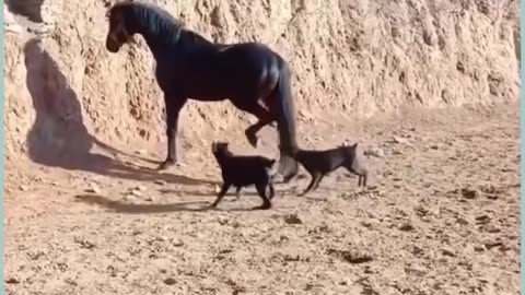 Funny animals