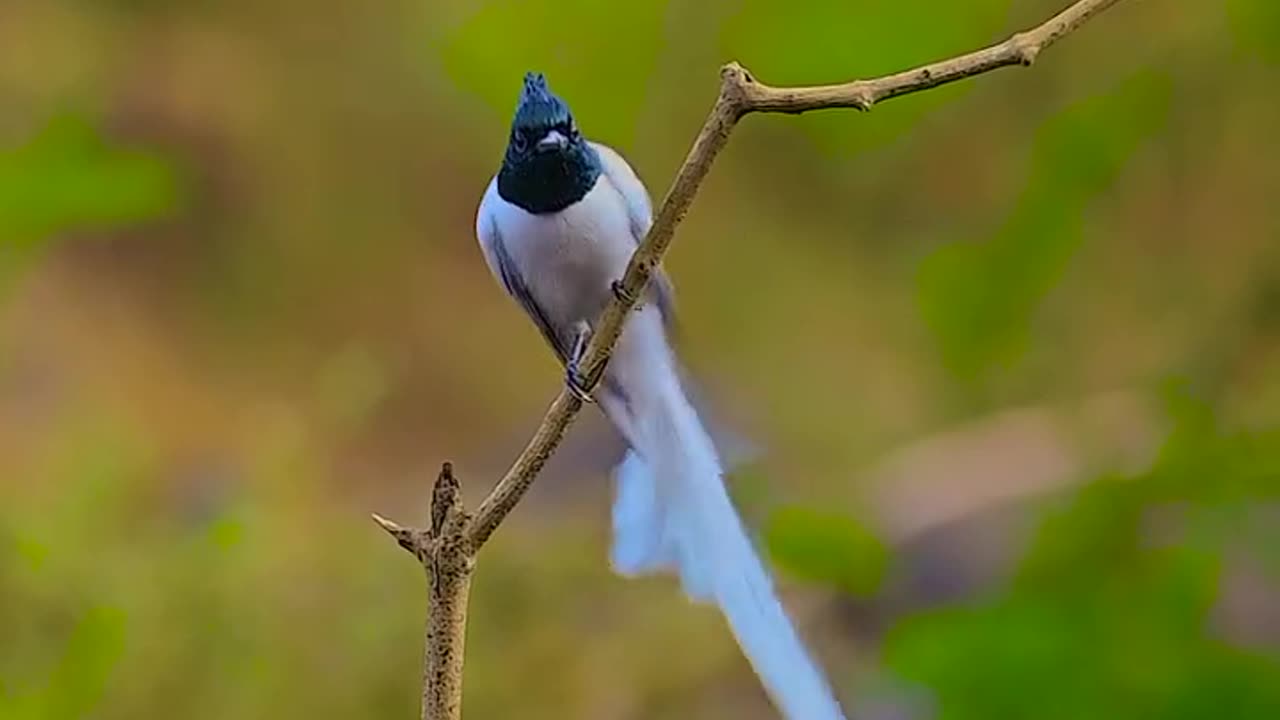Butterfull Bird 🐥