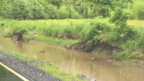 NW NC at the Treehouse 🌳 The first Blue Heron I’ve seen here since Hurricane Helene