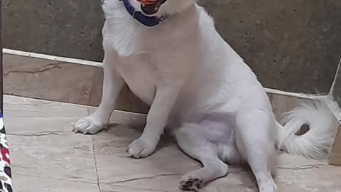 muh me ball leke kitna cute lag raha hai 🥰