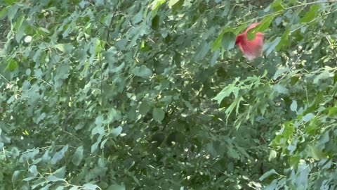 Birds and almonds