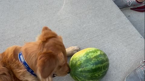Goose - The Watermelon Dog!