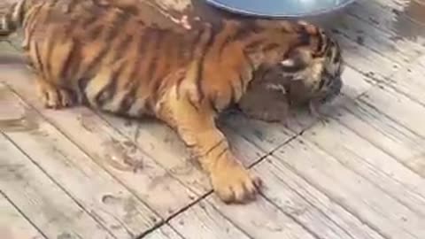 animals