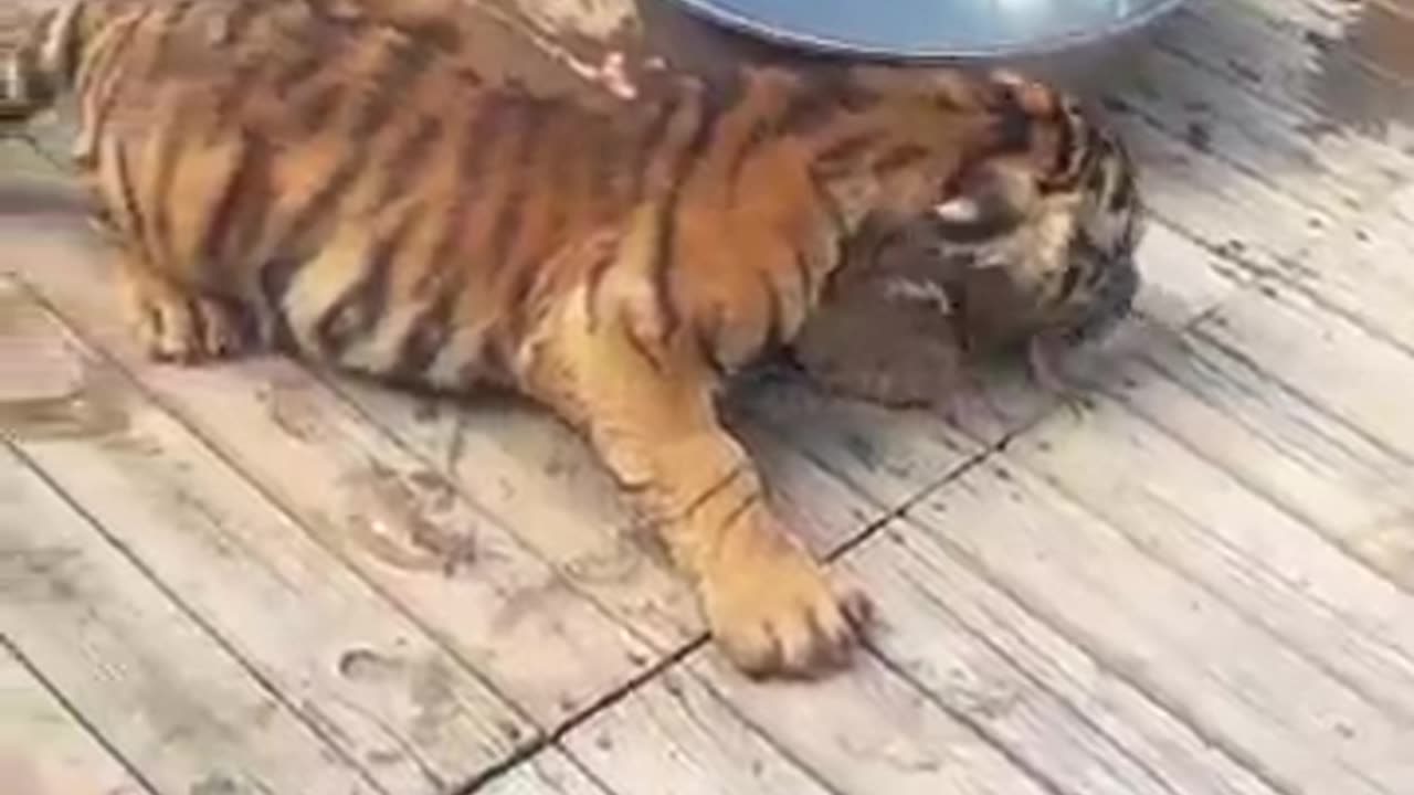 animals