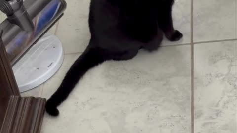 Cute Precious Piper Wants to Go Upstairs - My Adopted Shelter Cat Vlog #shorts 
